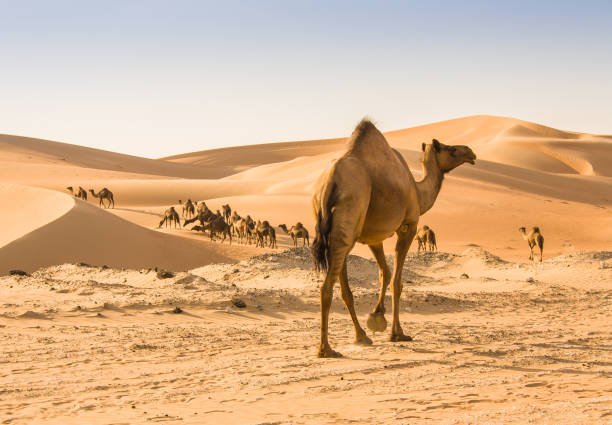 Camel Safaris in the Empty Quarter