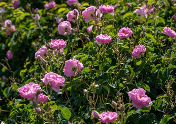 taif rose garden